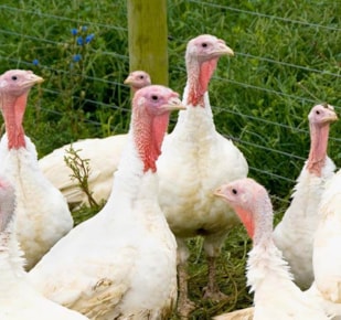 Three white turkey's in a field